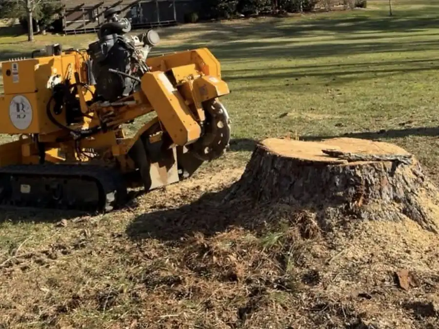 Tracked stump grinder with its cutting wheel at a very large cut pine stump on an open lawn