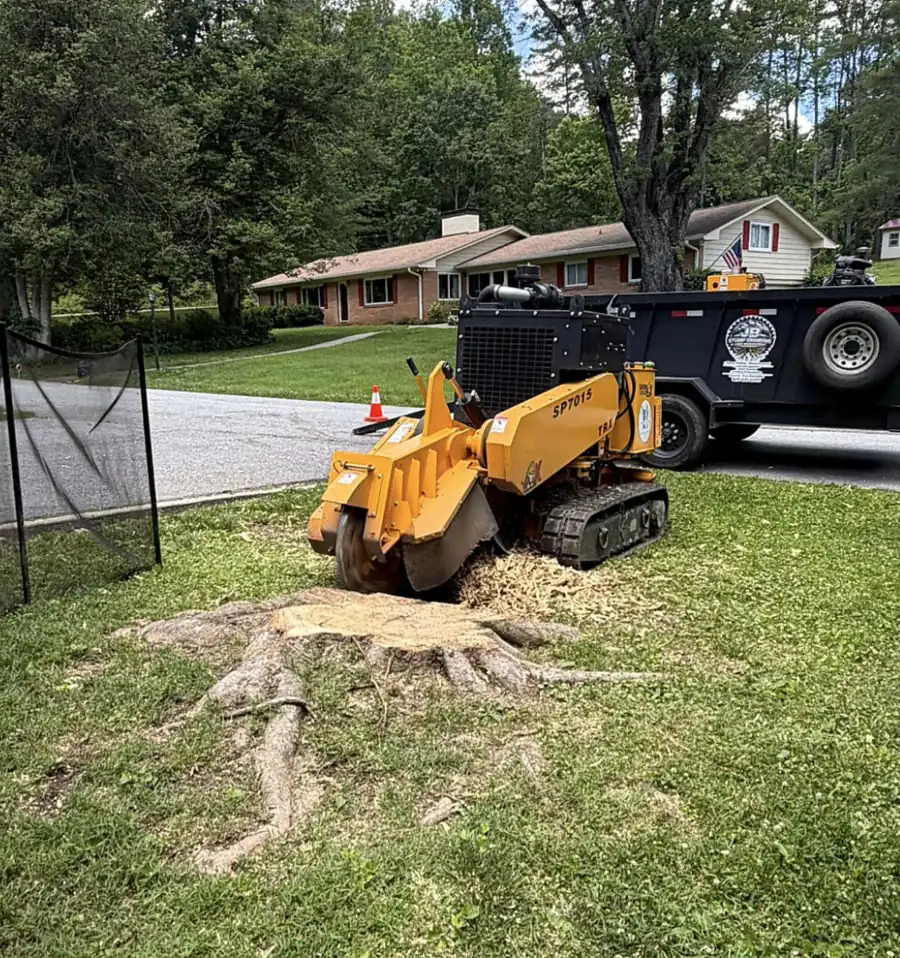 Stump grinder working a wide flared stump on a front lawn behind a mesh debris screen, dump trailer parked on the street