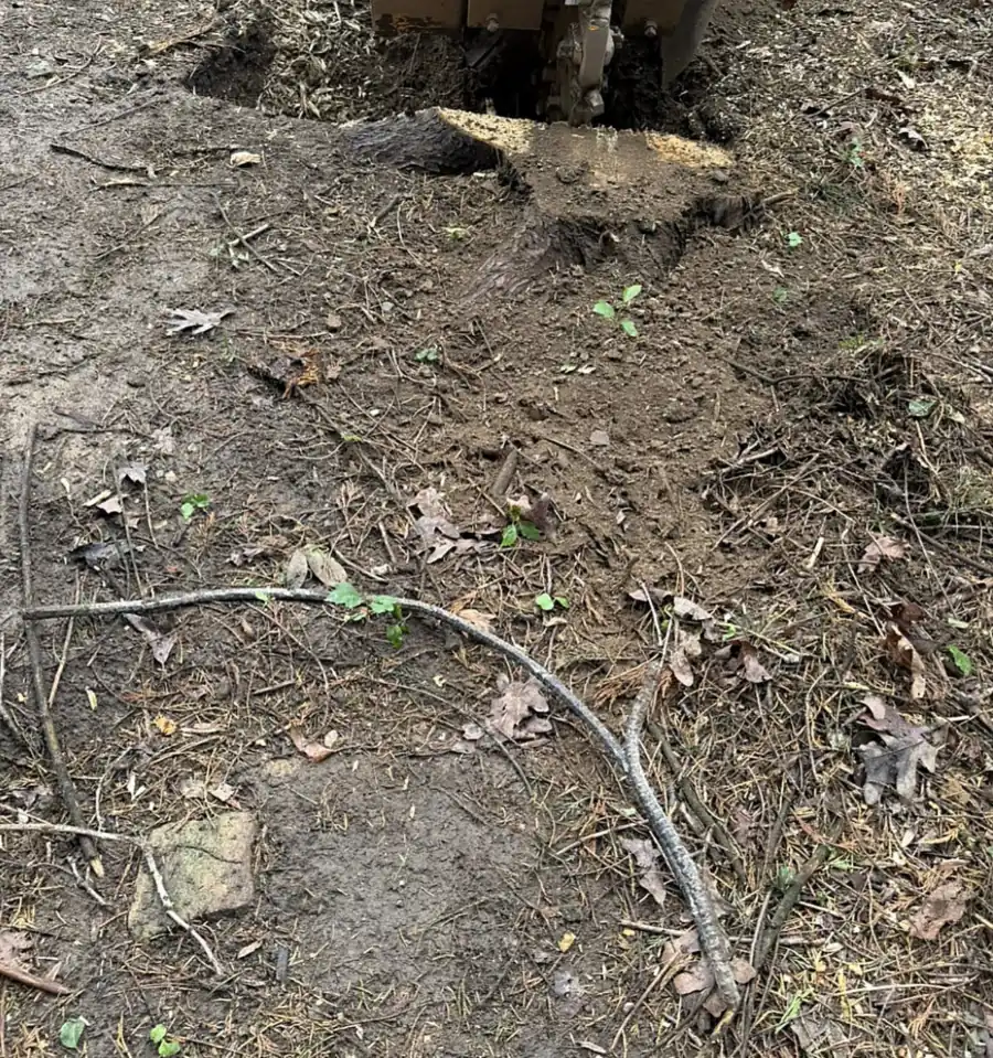 Muddy churned ground with a stump being ground at the top of the frame and a long thin root lying across the foreground