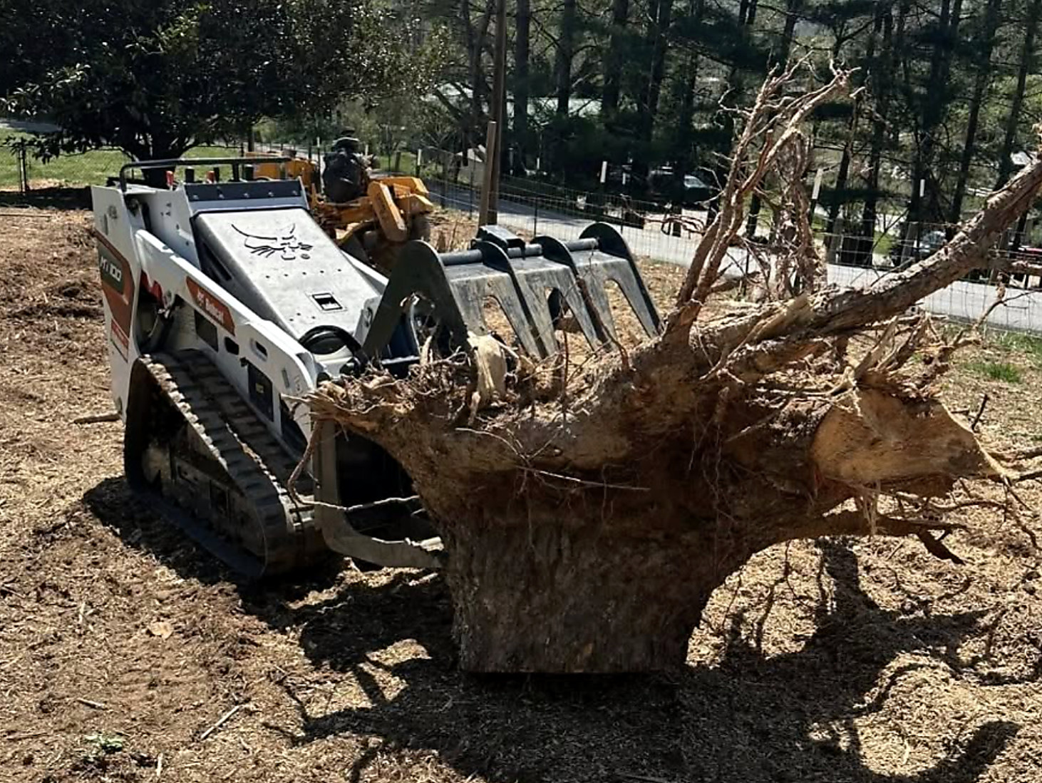Bobcat MT100 track loader carrying a full root ball off a cleared site