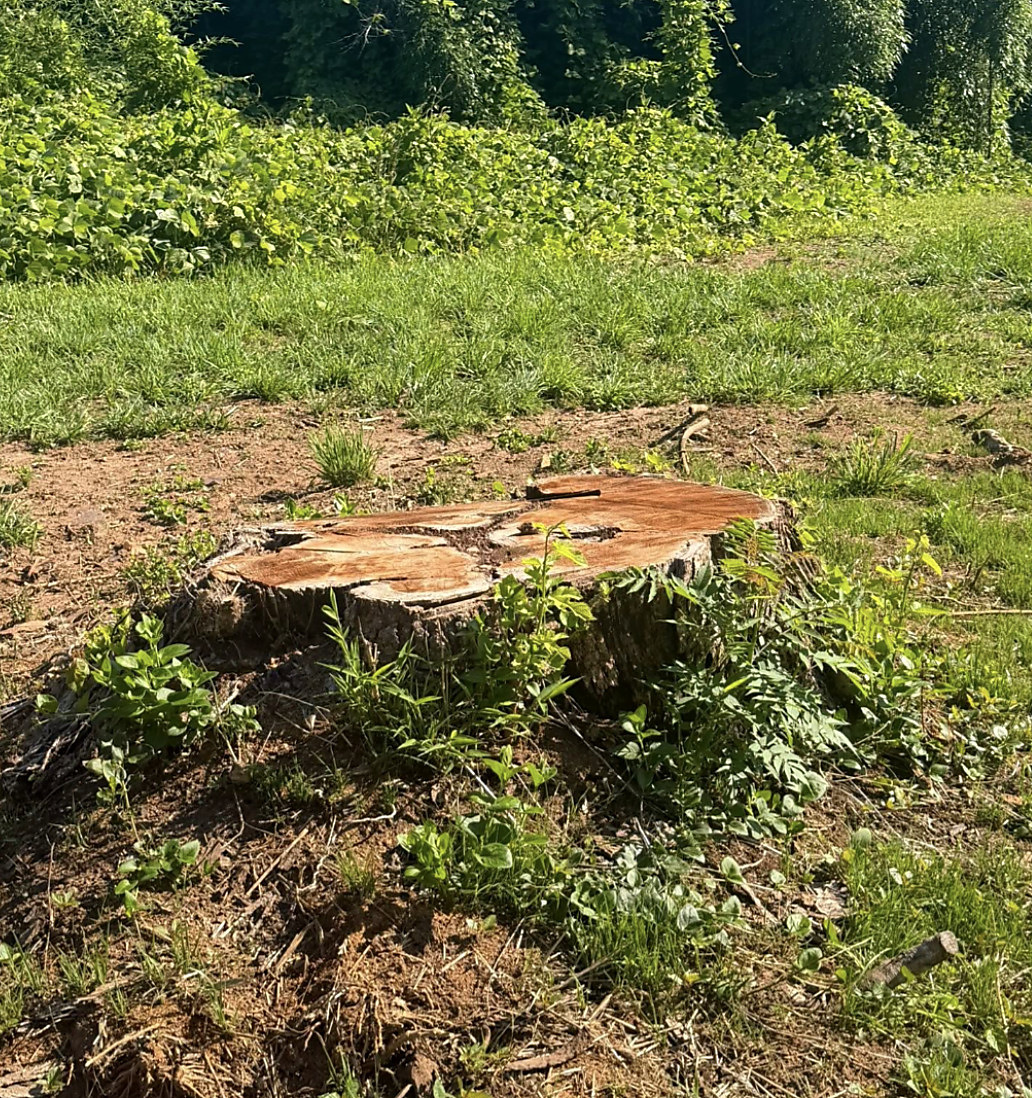 Stumps standing in overgrown ground before clearing