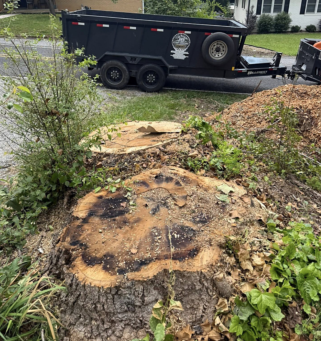 Large cut stump surrounded by brush before grinding