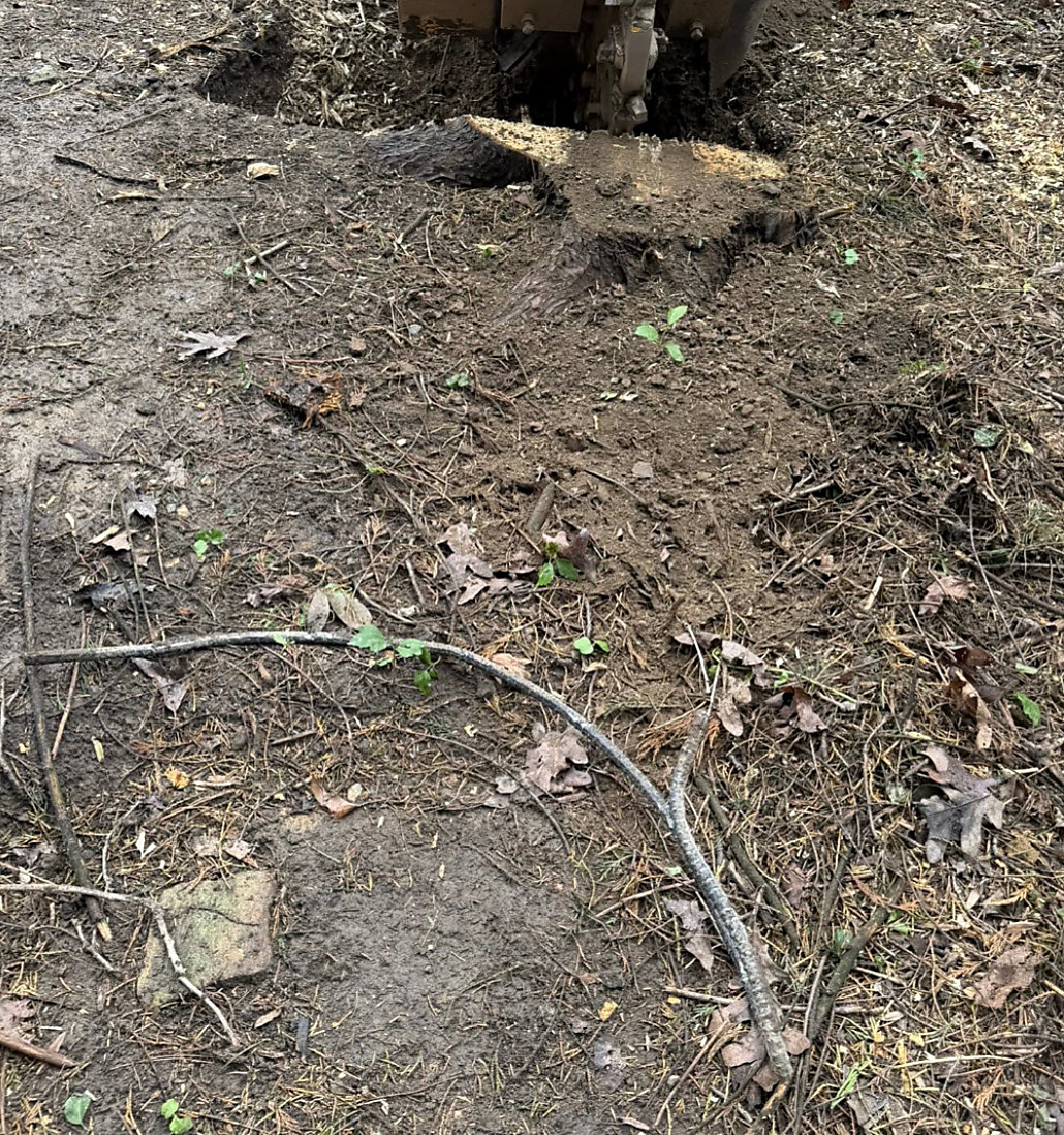 Exposed root system after grinding